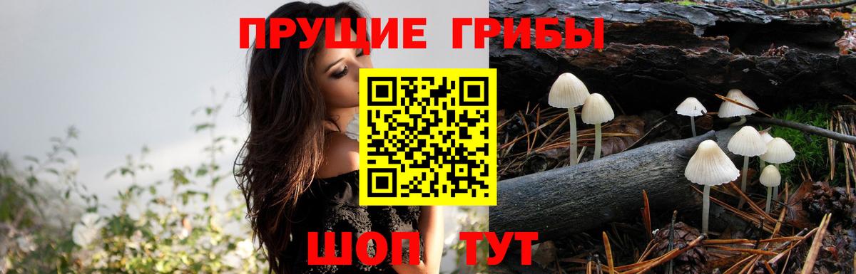Псилоцибиновые грибы Cubensis  Вход с VPN  Галлюциногенные грибы Psilocybe  Озёры 